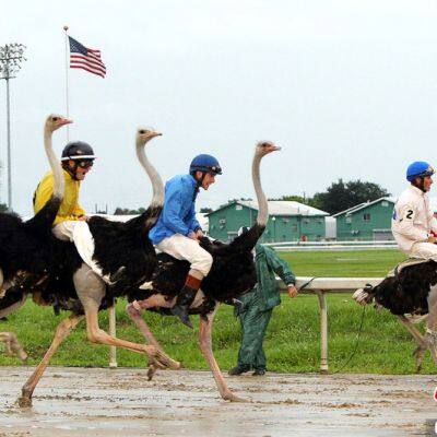 Ostrich Riding Competition Timing System photo-2