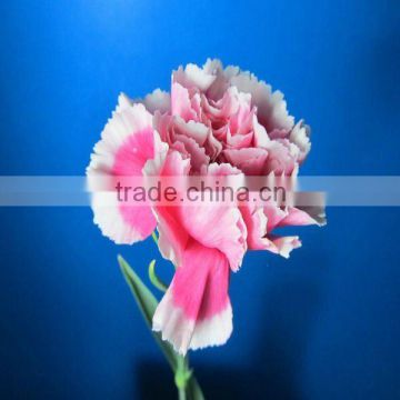 Multi-colored fresh cut carnations carnation flower fresh