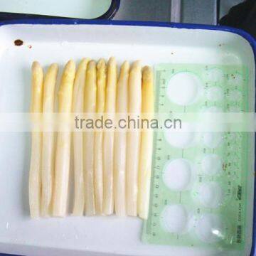 Whole year supply high quality canned white asparagus