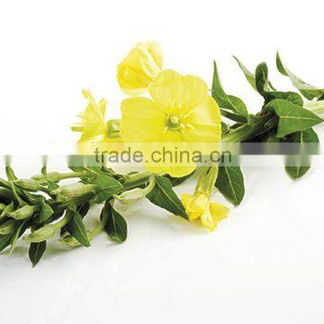 500mg OEM Evening Primrose Oil Softgel Capsules Rich in Linoleic Acid Made in China photo-2