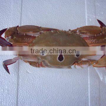 wholesale high quality frozen three spotted crab