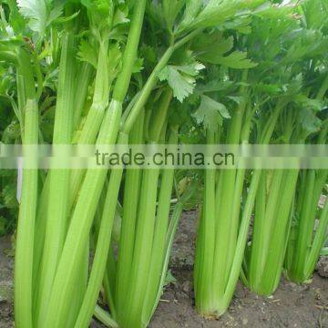 Fresh celery for sale good quality