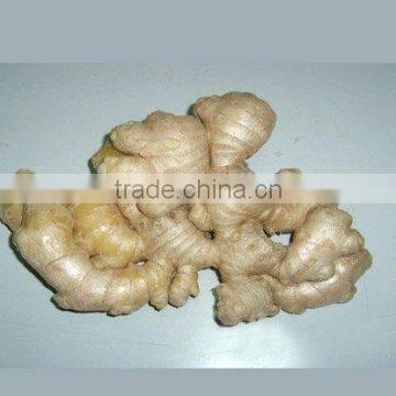 ginger for sale