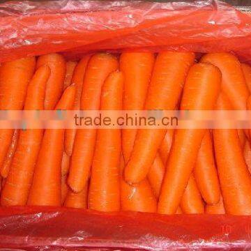 Low price fresh carrot from China