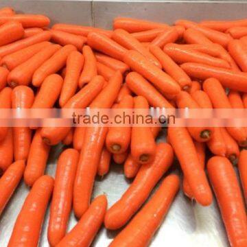 2017 Xiamen fresh carrot for sale