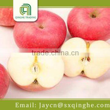 fruit fresh fuji apple wholesale distributors