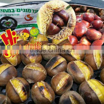 Organic Fresh Chestnuts Castanea Sativa Whole Chestnut photo-2