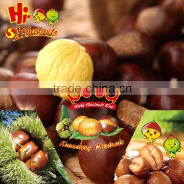 Raw Fresh Chestnut Hebei Chestnuts for sale