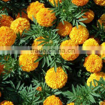 Tagetes erecta orange Marigold African Orange