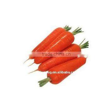 2012 CHINESE NEW FRESH RED CARROT