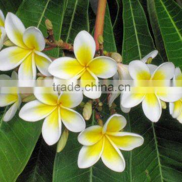 White Flower Plumeria Rubra L. cv. Acutifolia