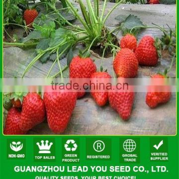 MSB01 Honghuo new high yield strawberry seeds for sale