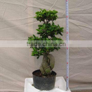 Ficus Microcarpa