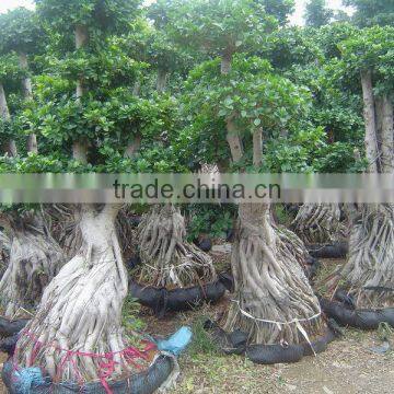 Ficus