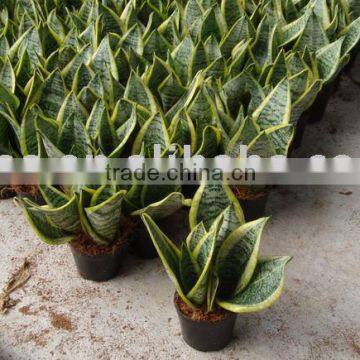 Sell Sansevieria superba