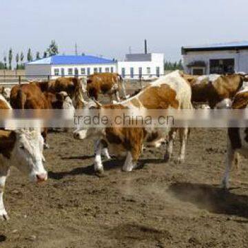 Pig Farm MgO Roof Tile With Anti-aging Film Coat and Fiireproof Insulation of 5mm Thickness,960mm Width photo-3