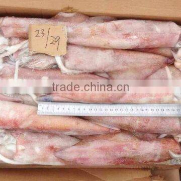 Sea Frozen Loligo Chinensis ,for Italy ,Greece et ,EU Market photo-4