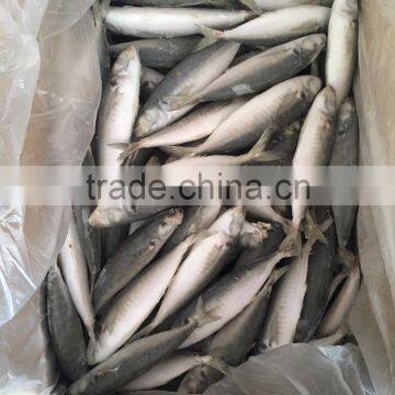 IQF Light Caught Frozen Round Scad Frozen Horse Mackerel photo-2