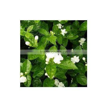 Fresh Jasmine Fflowers Jasmine Green Tea photo-3