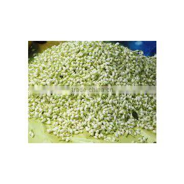 Jasmine Flowers