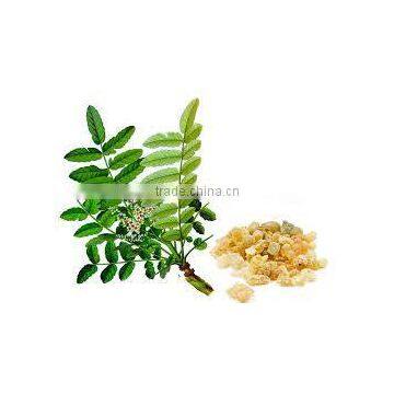 Boswellia Extract photo-2