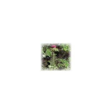 Milk Thistle Extract Powder