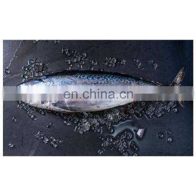 Hot sale fresh frozen bullet tuna bonito fish for export