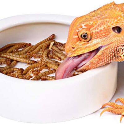 Pet food breadworms