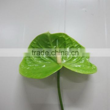 Pure and mild flavor classical factory manufacturer supplier wild antirrhinum