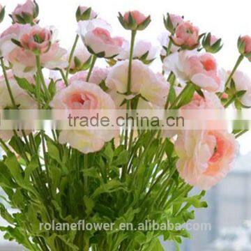 Fresh graceful Ranunculus asiaticus from kunming