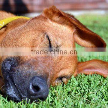 garden application high quality and nature looking landscape artificial grass