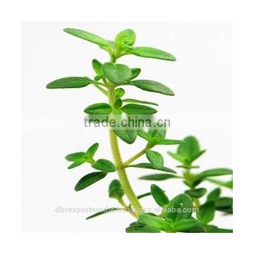 Thyme Oil at whole sale rate