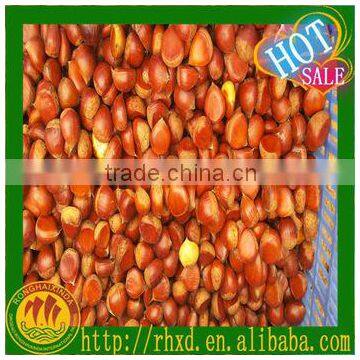 Good price fresh chestnut for sale in dandong