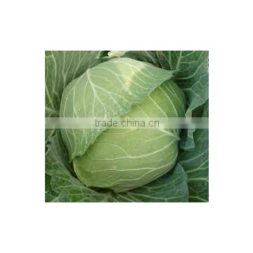 VIET NAM FRESH CABBAGES VIETGAP