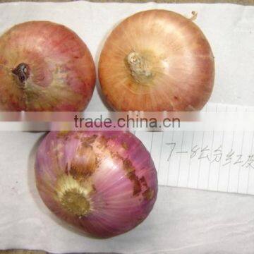 2015 Crop Fresh Red Onion for Sale With Cheap Price From China photo-4