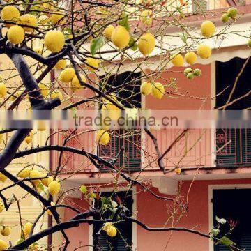 Lemon Tree