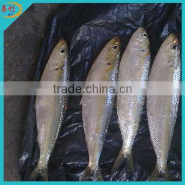 Price frozen sardines fish
