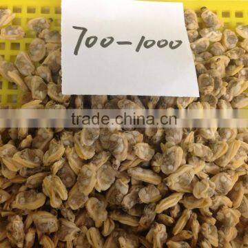 Baby Clam Meat photo-4