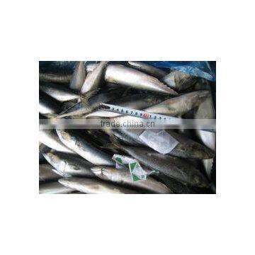 Factory Directly frozen pacific mackerel hgt fish for wholesales