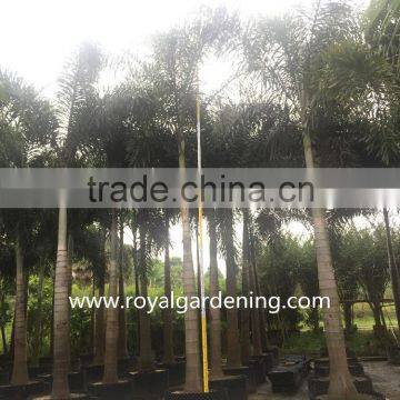 Wodyetia Bifurcata ( Foxtail Palm ) Palm Tree High 3-6m photo-3