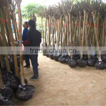 Lagerstroemia Indica Trunk Height 1.7-2.2m photo-3