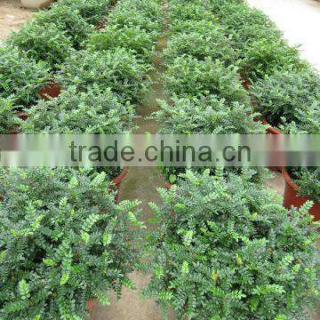 Zanthoxylum Odorum Flavor Shrub Tree