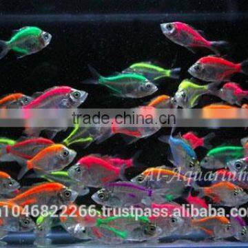 Glass Fish Mix Color For Sale / Ornamental Fish International Exporter photo-2