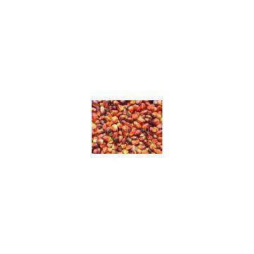 PALM OIL