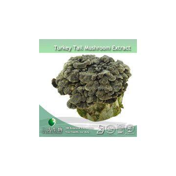 Coriolus Mushroom extract powder