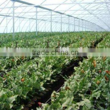 Agricultural Commercial Greenhouse