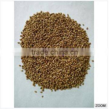 Coriander Seeds photo-3