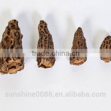 Healthy Green Natural Morel Mushroom High Quality Morel Mushroom