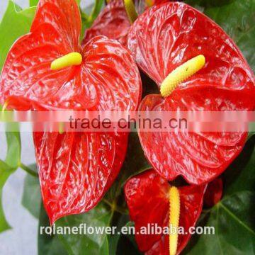 Best Hot Sale fresh cut flowers anthurium in china From Kunming supplier