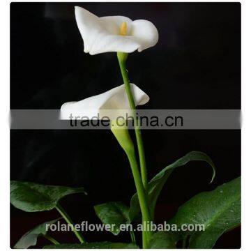 2016 Fashion Graceful White Calla Lily Flower to Express Global photo-5